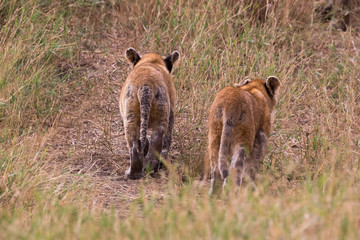 Löwe - Panthera leo