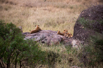 Löwenrudel - Serengeti - Tansania