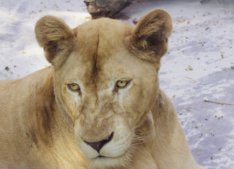 Fototapeta na wymiar Leo (lioness)