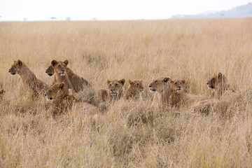 Löwe (Panthera leo)