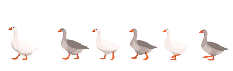Flock of domestic geese isolated on white background, geese covey follows the leader - obrazy, fototapety, plakaty