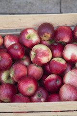 Fototapeta na wymiar Red Apples for Sale on Market Stall; Bordeaux