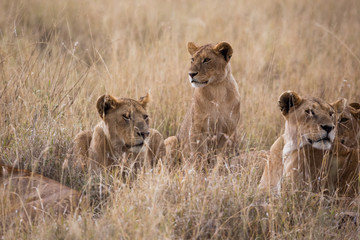 Löwenrudel - Serengeti - Tansania
