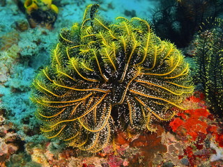 Crinoid