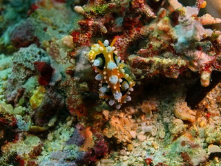 True sea slug