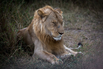 Obraz na płótnie Canvas Löwe (Panthera leo)