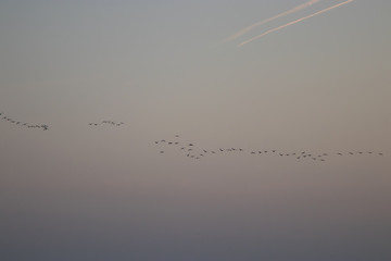 wedge of birds