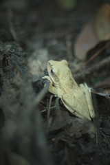 Green frog in rain forest jungle