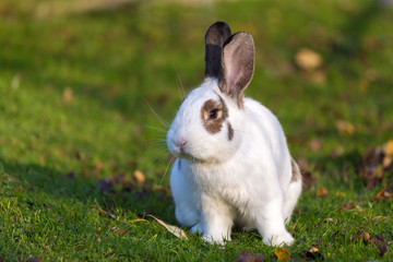 Cute rabbit on the grass in the garden.