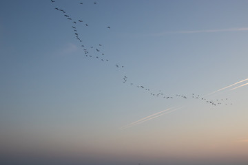 Wedge of birds on sunrise over sea