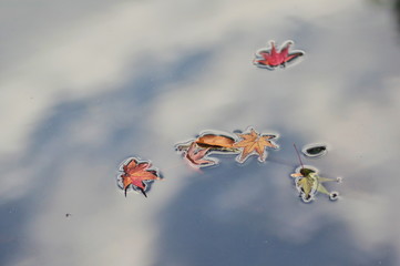 浮き紅葉