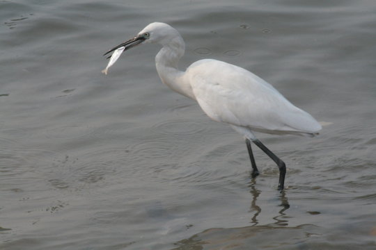 bird is catching a fish from sea its an morning image from kollam beach.