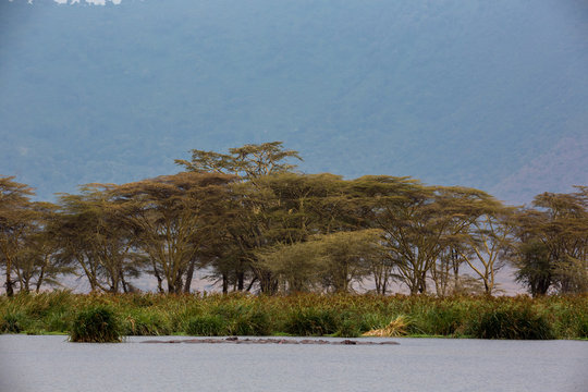 Flusspferdherde (Hippopotamus amphibius)