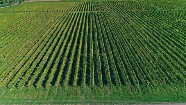 Kutjevo vineyards aerial