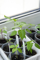Planting stock of chili pepper saplings on window sill