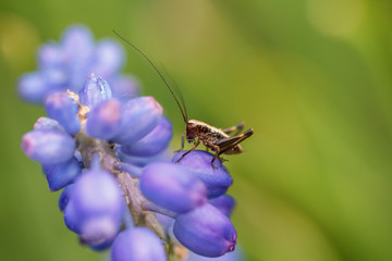 Muscari flower with Grasshopper.