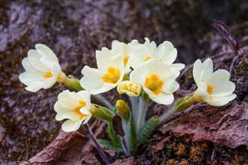 Primula vulgaris, flowering primrose in the forest.