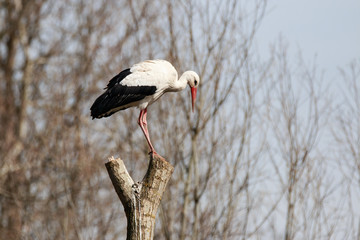 cicogna bianca