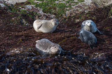 Grey seal (Halichoerus grypus)