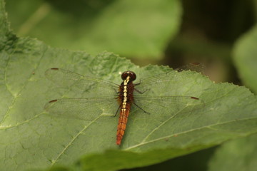dragonfly