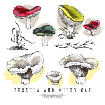 Milky cap and russula mushrooms vector color sketch illustration set. Edible mushroom, all colorful elements isolated on white background.