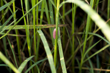 Closed up of rice plant in the morning.