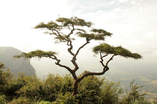 image of tree from nelliyampathy