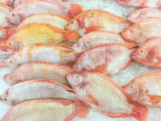 Closeup pile of raw freeze dead fish for cook in tray with ice textured background