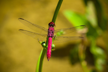 Bright red dragonfly with spread wings closeup sitting on a fern leaf with intense bright green background out of focus due to shallow depth of field macro photo.