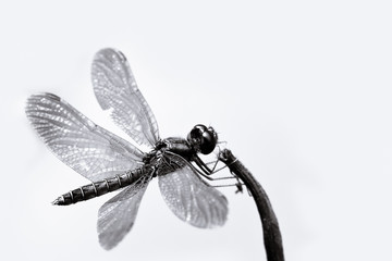 Black and white dragonfly with spread wings closeup sitting on a small stick with white seamless background macro photo.
