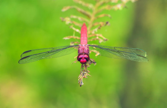 Bright red dragonfly with spread wings closeup sitting on a fern leaf with intense bright green background out of focus due to shallow depth of field macro photo.