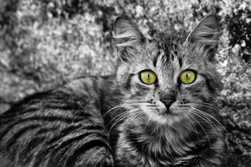 Black and white (BW) cat´s close-up face portrait emphasizing the selectively colored green and yellow eyes. The cat´s fur pattern seems to blend with the background texture.