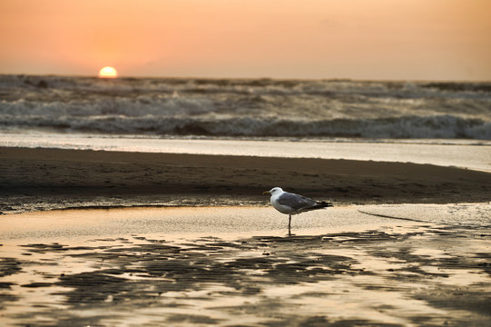 Seagull on the seashore