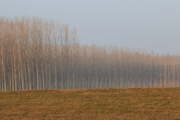 paesaggio autunnale in pianura padana
