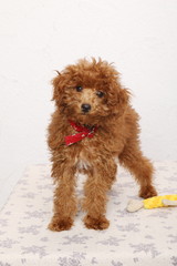 トイプードルの仔犬