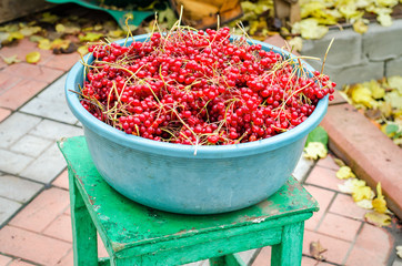 A great harvest of viburnum.