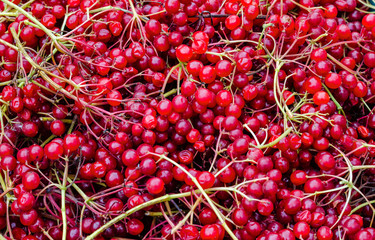 viburnum berries close-up