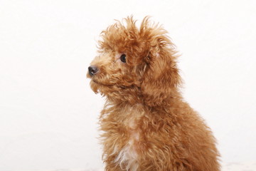 トイプードルの仔犬