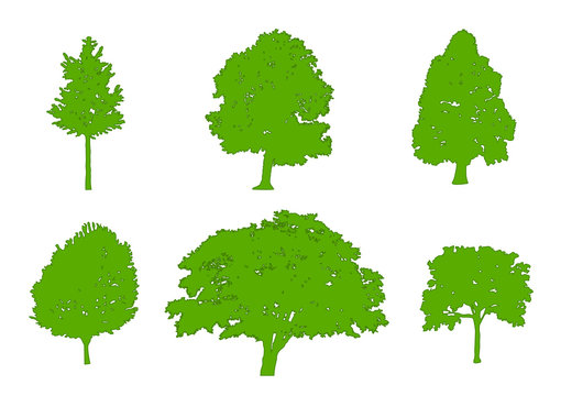 Tree green silhouettes oak, poplar, red maple ,sugar maple, oak, birch. Flat design vector illustration EPS10
