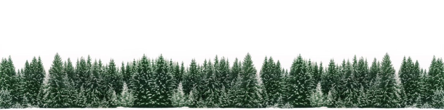 Panorama of spruce tree forest covered by fresh snow during Winter Christmas time. The winter scene is almost duotone due to contrast between the frosty spruce trees, white snow foreground and sky © fewerton