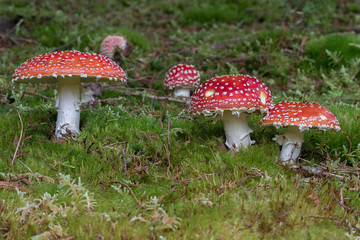 Fliegenpilz auf bemoostem Waldboden