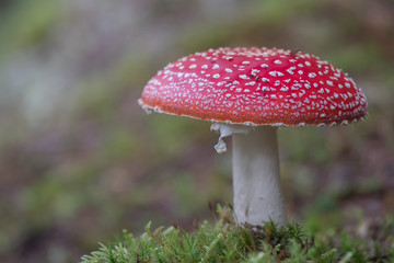 Fliegenpilz auf bemoostem Waldboden