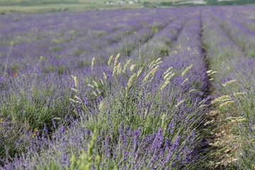 Fototapeta na wymiar Flowering lavender field in June on the peninsula of Crimea