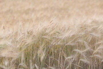 wheat field in June on the Crimean Peninsula