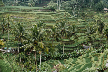 Green field rice terrace in Bali, Indonesia