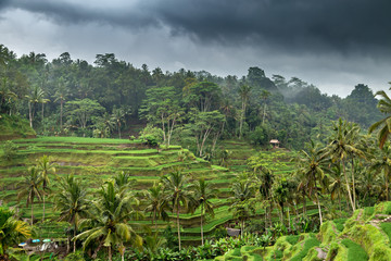 Fototapeta na wymiar Green field rice terrace in Bali, Indonesia
