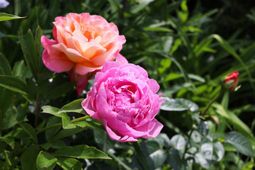 Blooming pink peony and roses in the spring garden.
