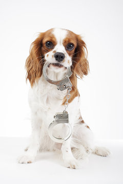 Dog with handcuffs. Cavalier king charles spaniel in studio illustrate crime. Illustration against animal cruelty. Blenheim dog hold handcuffs. Cute.Beautiful friendly cavalier king charles spaniel
