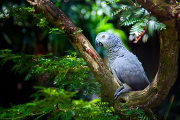 Poster Grey bird parrot on a tree in green forest © Ivan Kurmyshov