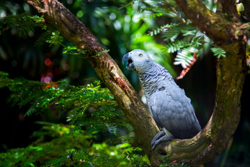 Grey bird parrot on a tree in green forest